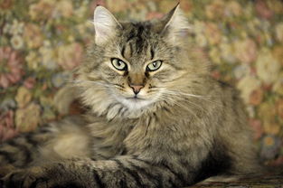 萌宠图片第46期 可爱的缅因库恩猫 