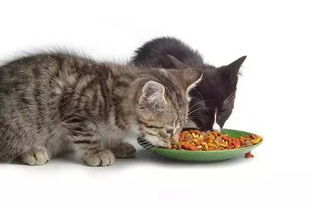 猫咪呕吐猫粮怎么回事,猫咪吐猫粮和黄水 