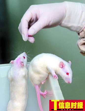 广东医学实验动物中心揭秘 小白鼠生活奢华 