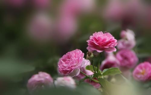 爱的花语之蔷薇