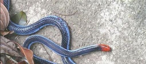 色彩艳丽的冰火蛇,为什么会被认为是最毒的蛇 它是什么来头