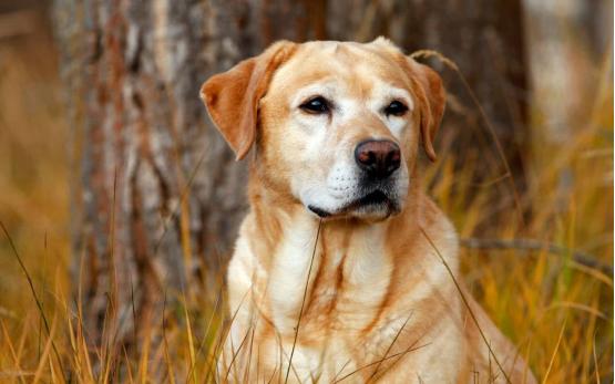 16岁的狗狗相当于人的80岁,这个年龄,它会出现什么隐藏疾病呢