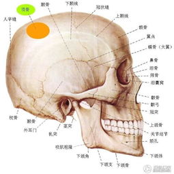 顶骨 搜狗百科 