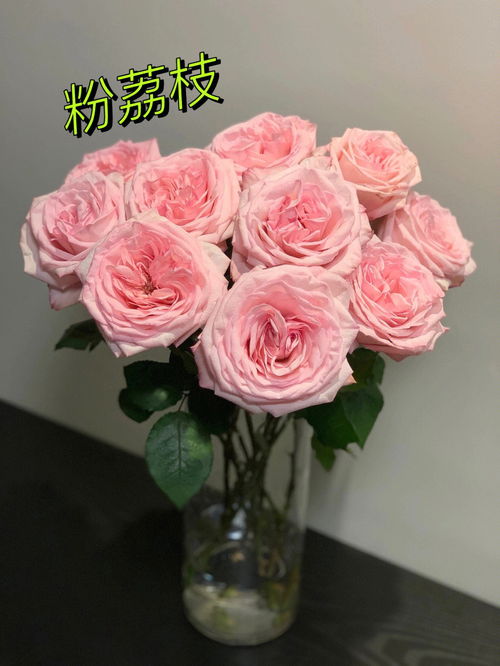 粉色玫瑰花语是什么?