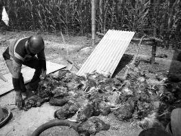 陕西农户养鸡场遭不明动物袭击 80只鸡一夜被咬死