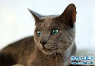 俄罗斯蓝猫冬日精灵,史上最粘人的猫星人 