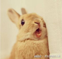 养兔知识 兔子拉肚子能不能喂地瓜