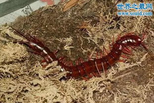 世界十大巨型蜈蚣,中国红巨龙蜈蚣 巨型的致命杀手 2 