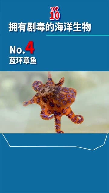 世界上最毒的海洋生物NO4 