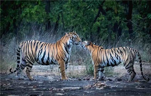 泰国一只老虎被母猪喂养大,老虎长大后,对猪妈妈的态度让人深思