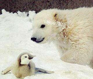 小企鹅北极熊我不跟你玩