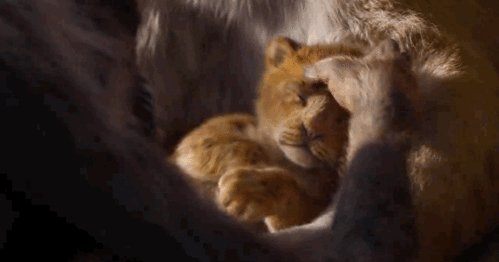 非常期待 狮子王 真人版大型吸猫电影