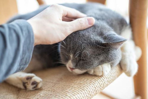 不建议大家养的猫咪怎么办(不适合家养的猫怎么办)