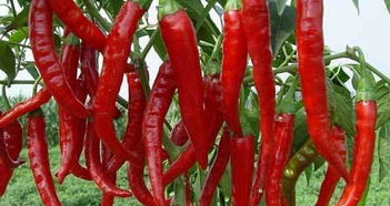 彩椒高产种植技术,如何让辣椒优质高产