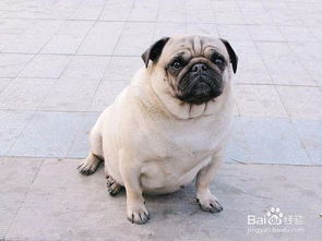 宠物狗狗太胖了怎么办 如何给狗减肥 