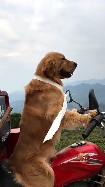 会骑摩托车的狗狗,带着小弟去潇洒,要不是看见人我还以为是真的 