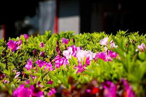 搜狐公众平台 春天去看那花花世界 