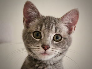 睜著大眼睛的可愛小貓圖片