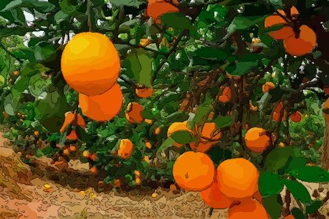 梦见爬树摘橙子