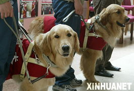 北京残奥会为导盲犬入境打开便利之门 