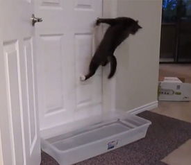 主人在门口放盆水阻止猫咪进去,猫咪一个动作,主人瞬间尴尬了