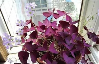 家庭盆栽紫叶酢浆草的养护方法