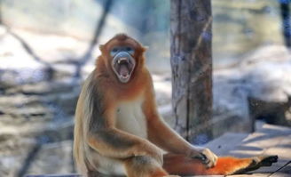 揪心 动物园内游客 挂面喂猴 ,吃多了可能危及猴子生命 