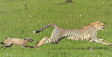 一个 大写的尴尬 猎豹捕食野狗反被倒追逃跑 搜 