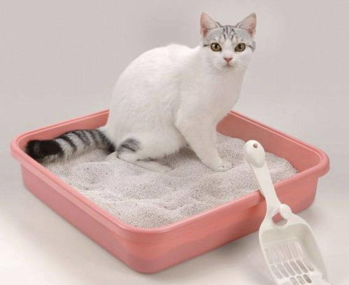 如何训练小猫用猫砂盆