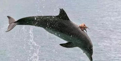 海豚遇到章鱼缠绕,不论如何翻滚跳跃却摆脱不了
