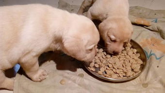 幼犬一定要吃幼犬粮吗 幼犬长得快,随便喂成犬粮会营养不良