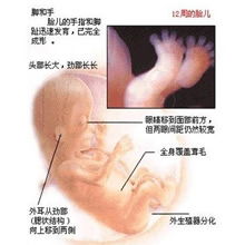 怀孕初期 早期的注意事项,怀孕初期有什么反应和征兆 