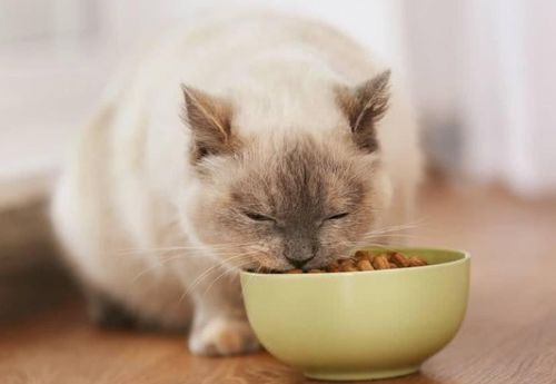 幼猫 成猫一天要吃多少猫粮