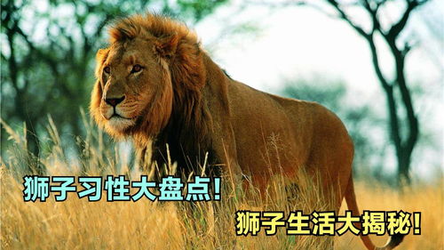 动物世界 狮子习性大盘点 来看看狮子的生活,会是什么样的呢 