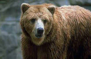 熊的寿命有多长,棕熊的寿命有多长