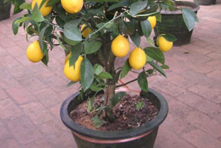 柠檬树怎么养才长得好,黄柠檬树的养殖
