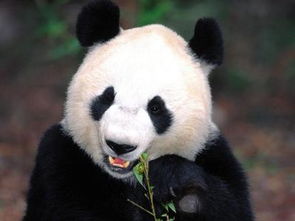 大熊猫打的过一个人吗,大熊猫厉害吗 