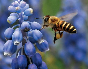 关于蜂采蜜的诗句