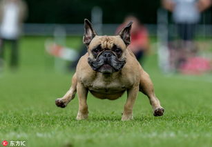 德国狗狗参加赛跑 小短腿速度大比拼 