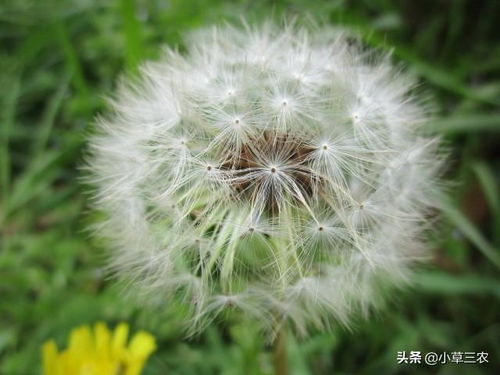 草长莺飞,生机勃勃的的季节,春天多么美丽呀