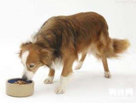 狗粮中含有添加剂会影响狗狗健康吗