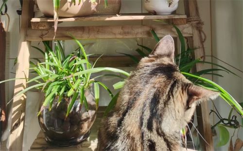 猫可以和什么绿植一起养 家里养猫适合种的绿植