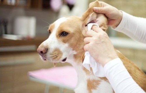 上海艾吉宠物医院连锁 狗狗的耳朵被咬出血的应对措施,铲屎官须知