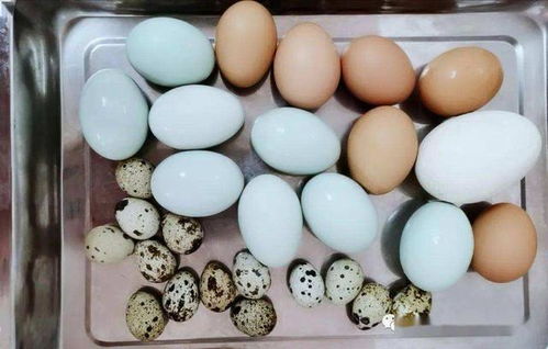 鸡蛋 鸭蛋 鹅蛋与鹌鹑蛋,哪种营养更高 医生 尽量少吃2种蛋