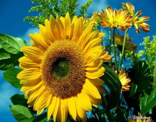 这 花 有意思,花盘随太阳位置一直转,花大色艳,见阳光就开花