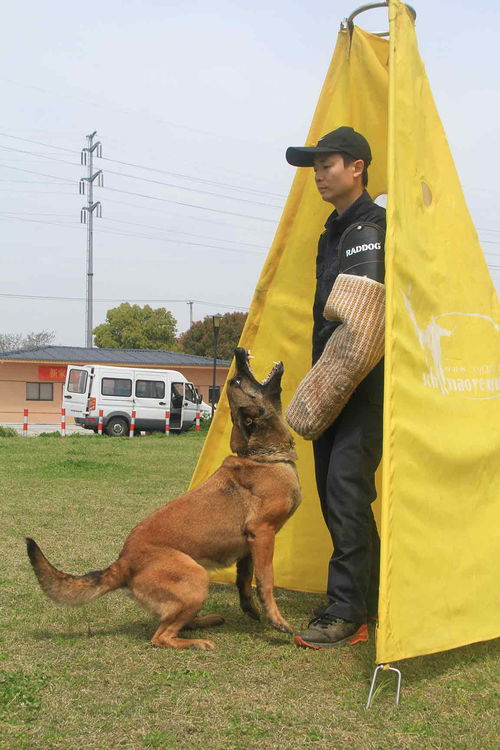 上海工作犬训练团队,工作犬训练