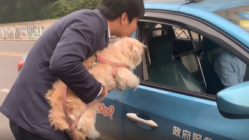 广州拟出新规禁止犬只乘坐出租车,相关人士 携犬人士可搭专用车 