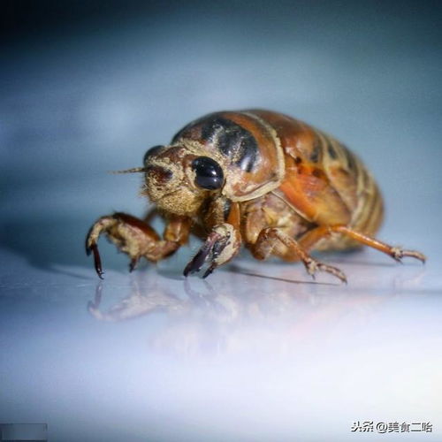 武汉全面禁止食用野生动物,除了蝙蝠,这8种动物都不能吃