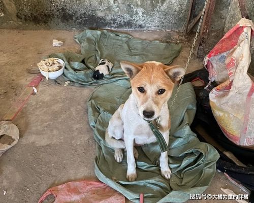 主人出差竟不管爱犬,狗妈被拴在屋外好几天,年幼小狗也跟着挨冻