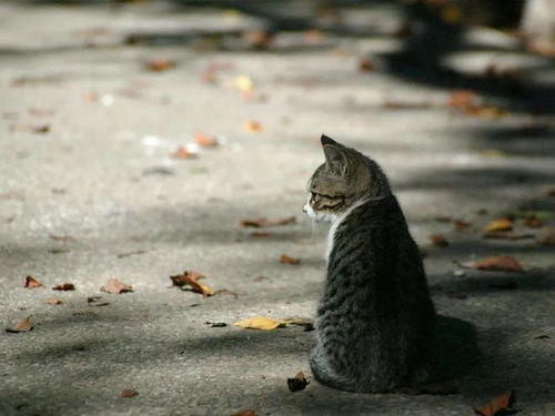 情人节当天,我的猫带着蛋给了我个大惊喜